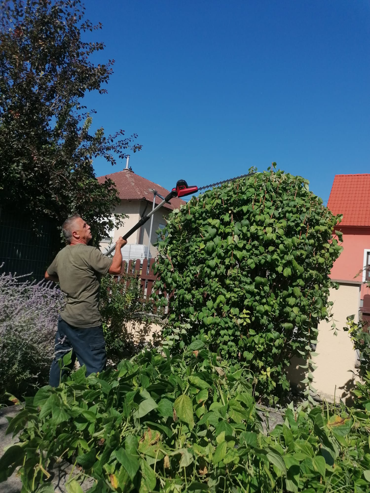 Heckenschnitt mit professionellem Gerät
