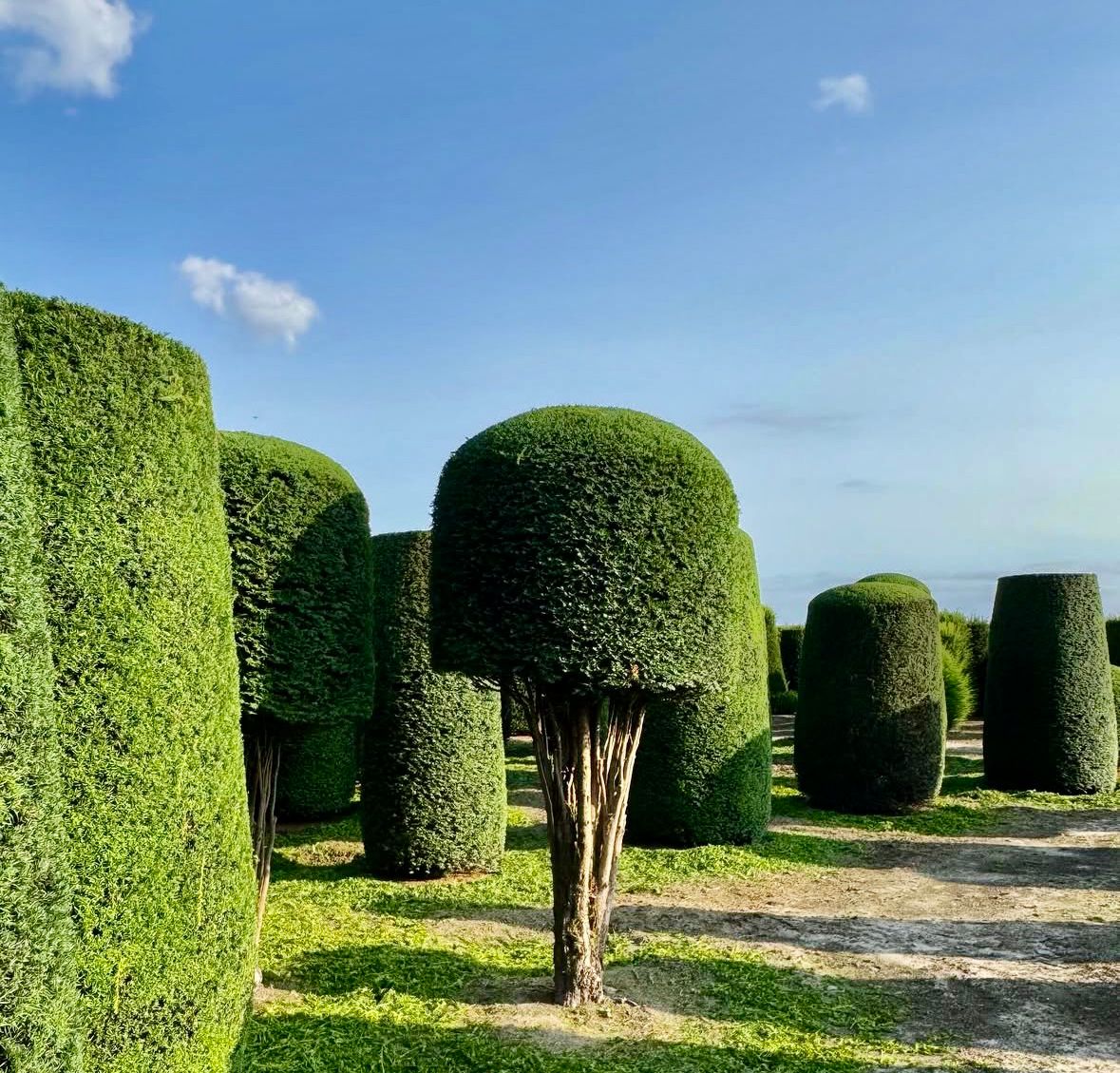 Formschnitt und professionelle Heckenpflege